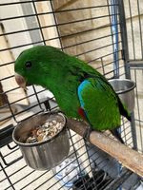   Perroquet ECLECTUS EAM 