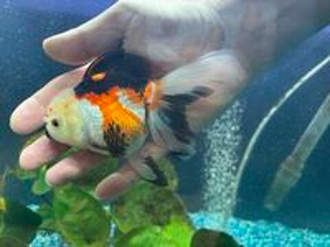   Poisson Oranda haute qualit 
