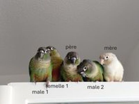   Bébé conures 