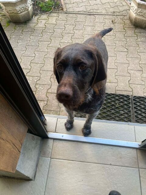 Don contre bons soins Saya 4 ans, chienne Drahthaar 0 38620 Montferrat