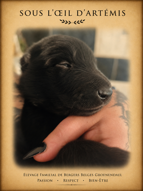 Berger belge Groenendael et Tervueren LOF 990 25380 Charmoille