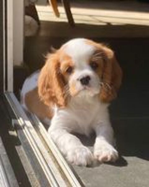   3 adorables chiots cavalier King Charles femelle 