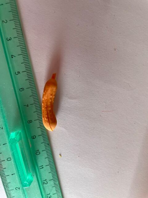 Gomma gomme eraser collection legume orange 4 Bures-sur-Yvette (91)