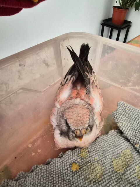 Oiseau bourke rose 80 13180 Gignac-la-nerthe