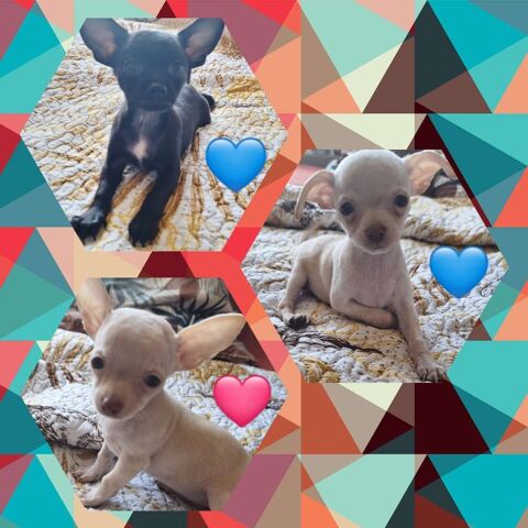 Adorables chiots Chihuahuas &agrave; placer  850 94200 Ivry-sur-seine