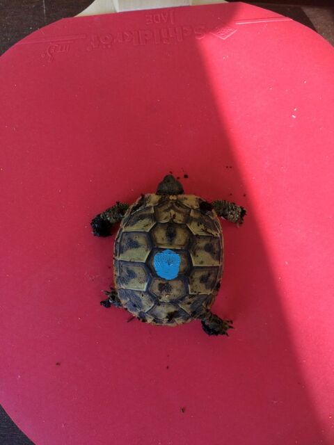Adorables bbs Tortue 84000 Avignon