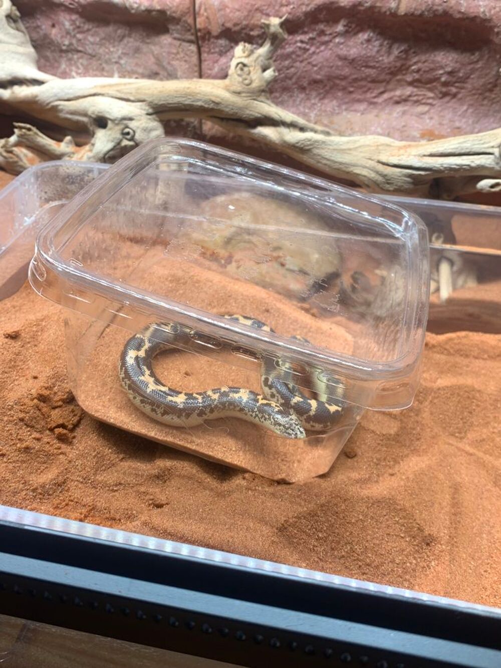   Boa des Sables à adopter 