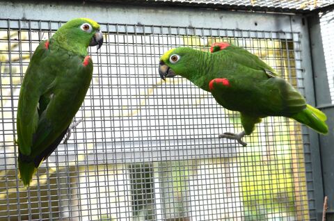 Amazones à front jaune couple 2018/2012 1690 35136 Saint-jacques-de-la-lande