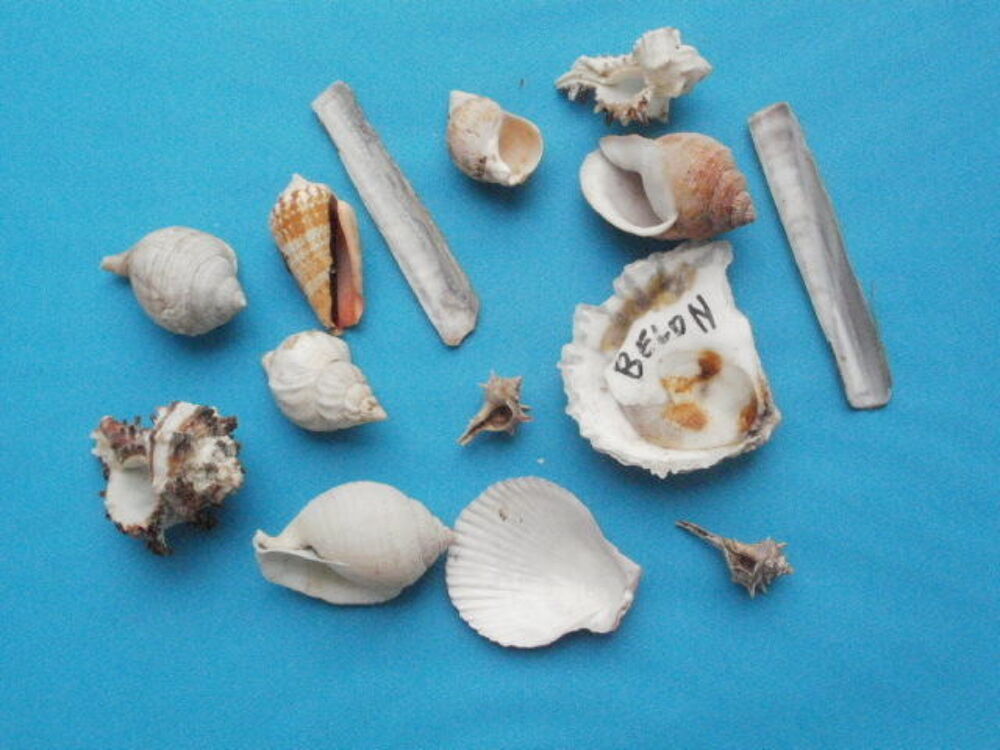 Lot de petits coquillages &agrave; identifier 