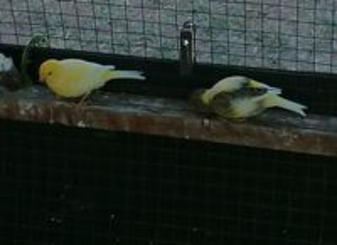   Canari  