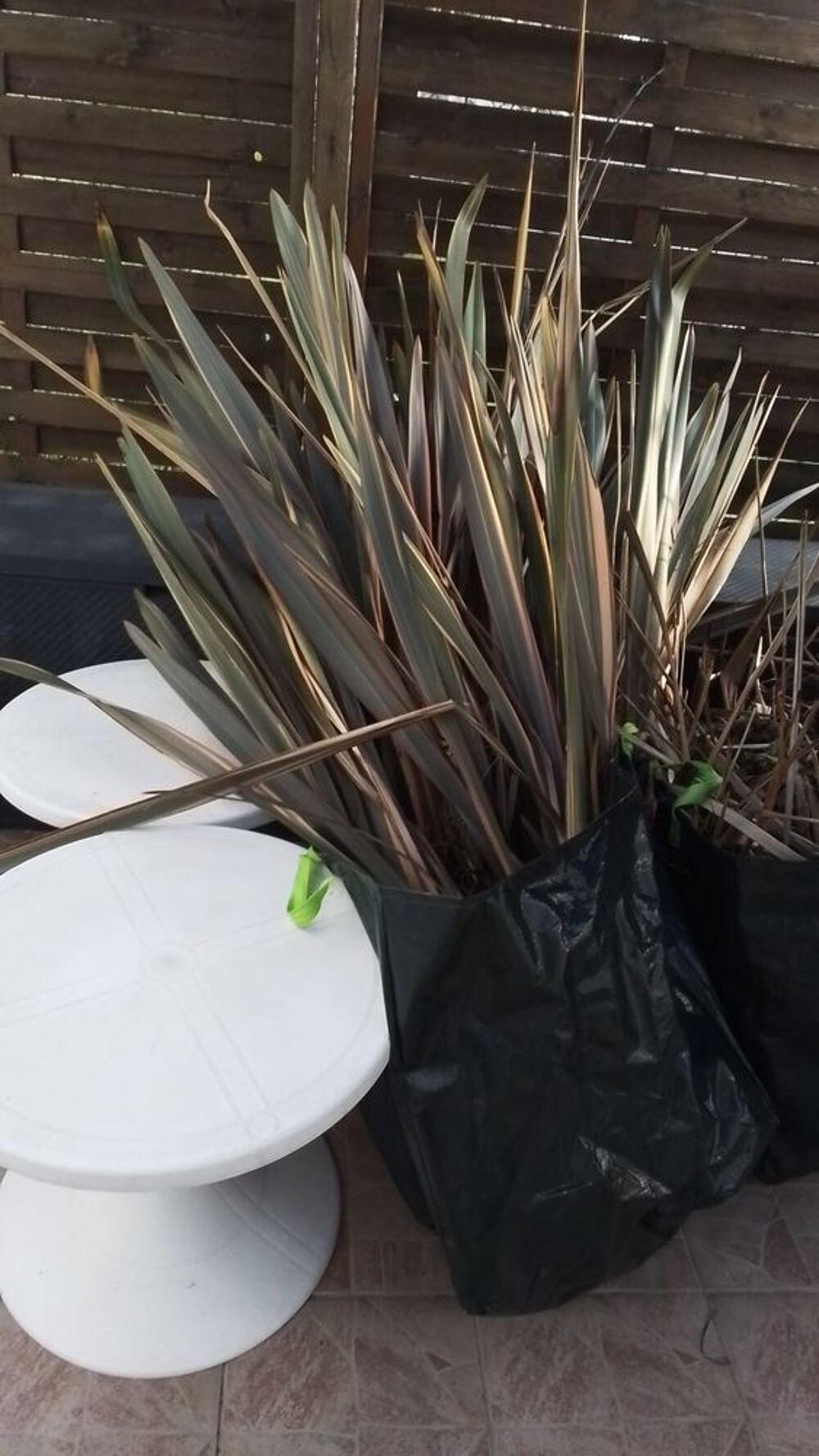 plantes d&eacute;coratives pour le jardin. Jardin