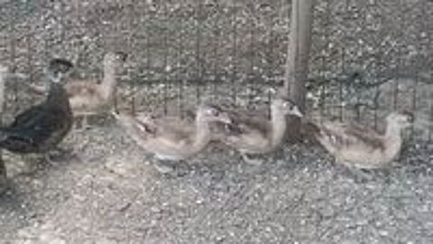   canard carolin d'ornement 