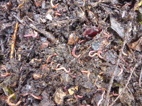 Lombrics Eisenia pour lombricompostage maison/jardin 12 Durfort (09)