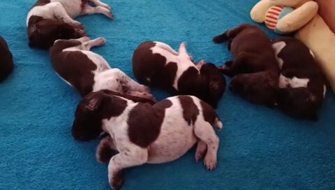CHIOTS BRAQUE ALLEMAND 600 28700 Le gué-de-longroi