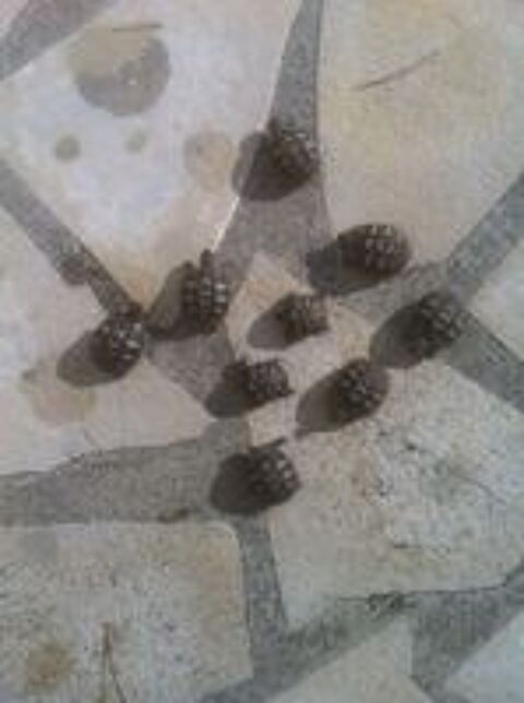   tortue 