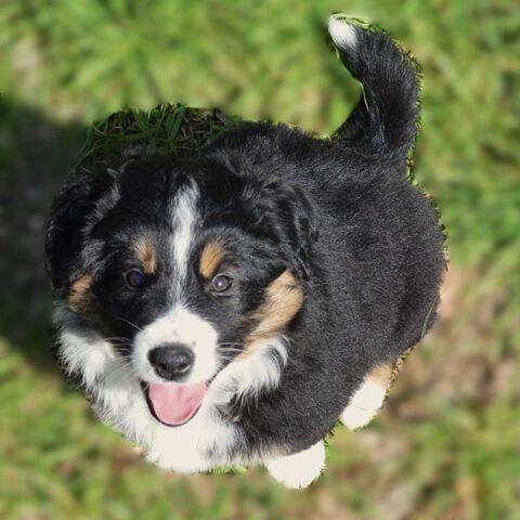 Superbes chiots disponibles fin mars
1490 47300 Villeneuve-sur-lot