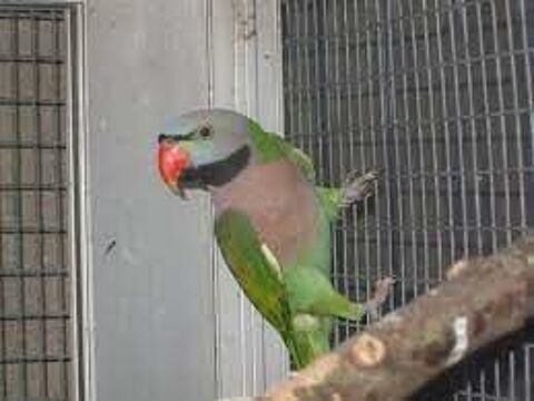 grande perruche 250 78610 Auffargis