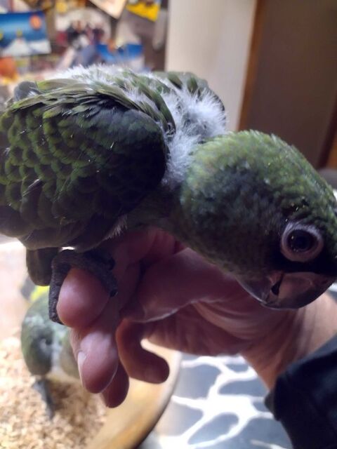 C&egrave;de jeune perroquet de JARDINE 500 35470 Bain-de-bretagne