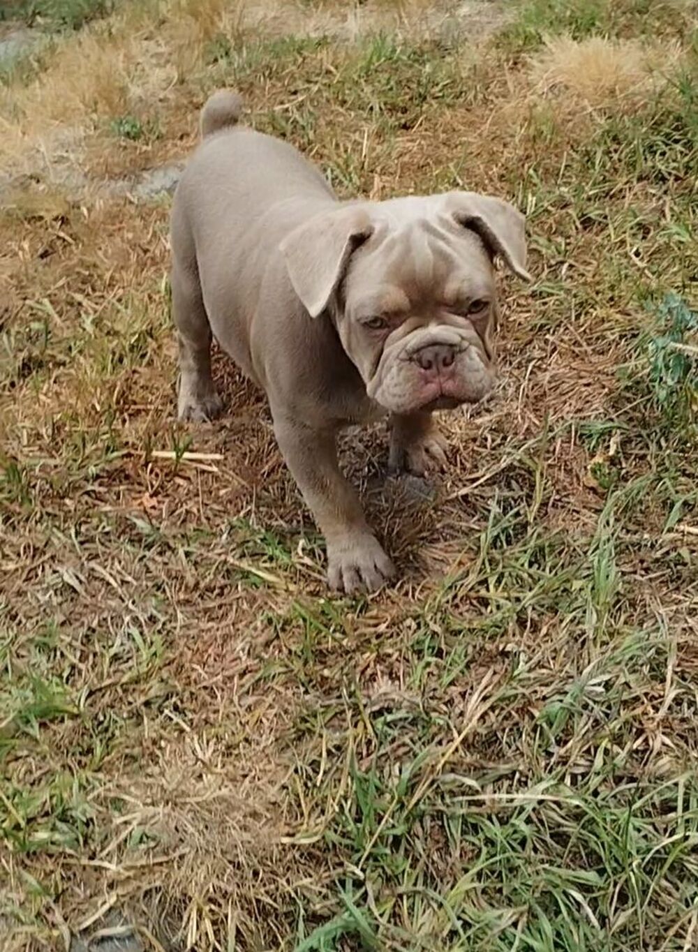  Magnifique bouledogue  