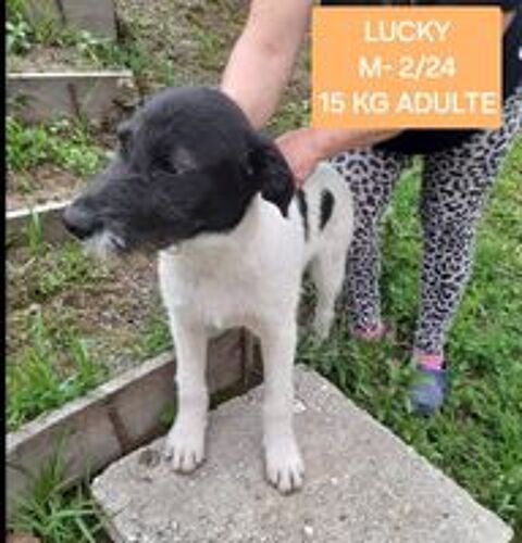   LUCKY MLE NON CASTR 6MOIS A SAUVER DE ROUMANIE ADOPTION UNIQUEMENT  