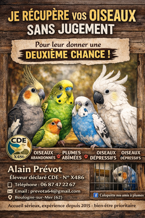 Je r&eacute;cup&egrave;re vos oiseaux 0 62200 Boulogne-sur-mer