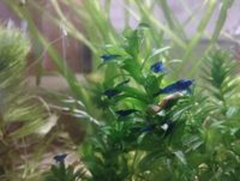   Crevettes 