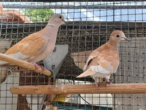 TOURTERELLES RIEUSES 10 85000 La roche-sur-yon