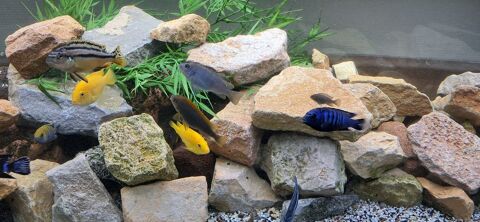 Poisson cichlid&eacute; 2 69003 Lyon