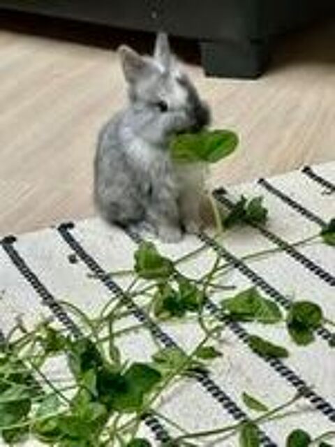   Lapin OLLY  l adoption 
