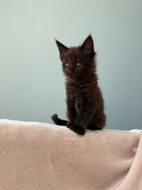 2 chatons Maine Coon m&acirc;les LOOF lign&eacute;es de Champions 1700 71130 Gueugnon