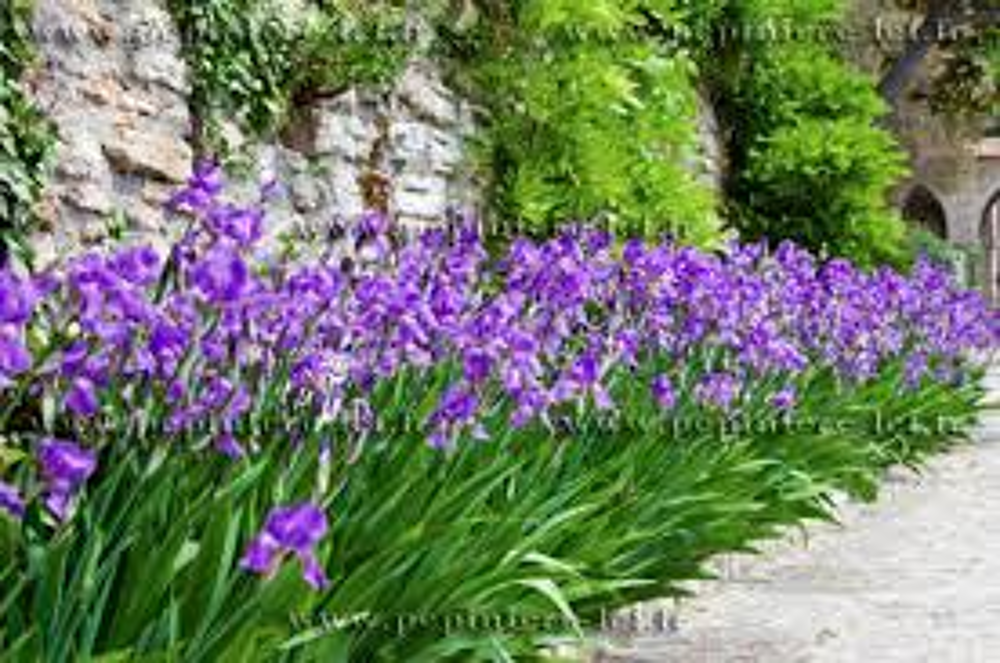 joli iris violet fonc&eacute; Jardin