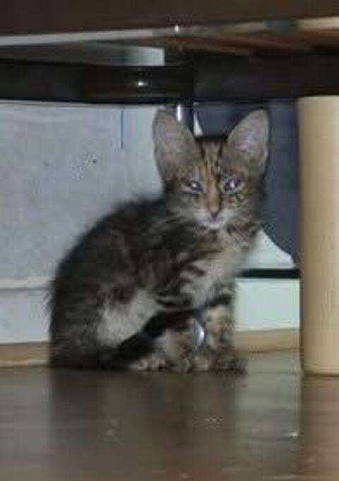 Chat SELINA &agrave; l adoption 140 07430 Davézieux