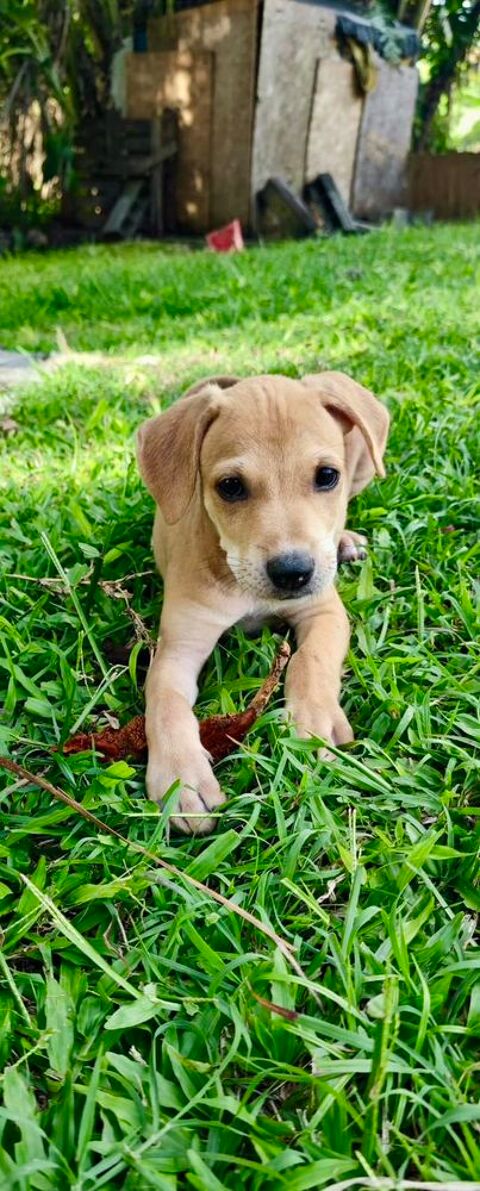 Nilah, femelle croisée berger, née le 25/03/2025 &#128054; 300 62000 Arras