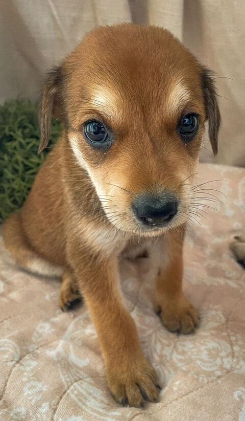 Lucy, femelle croisée berger, née le 15/04/2025  &#128054; 300 22000 Saint-brieuc
