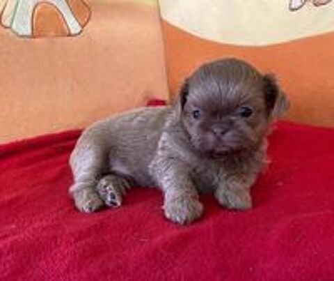  chiots shih tzu non LOF 