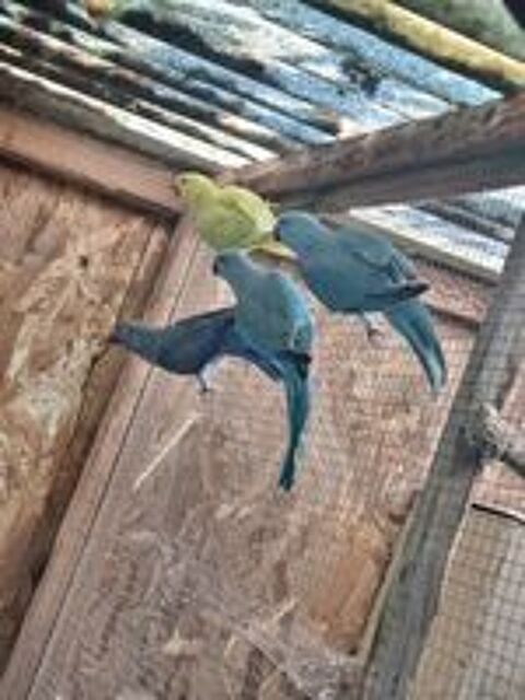   Echange Perruche à Collier contre Conure Soleil 