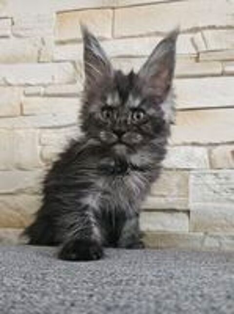   Maine coon Loof 