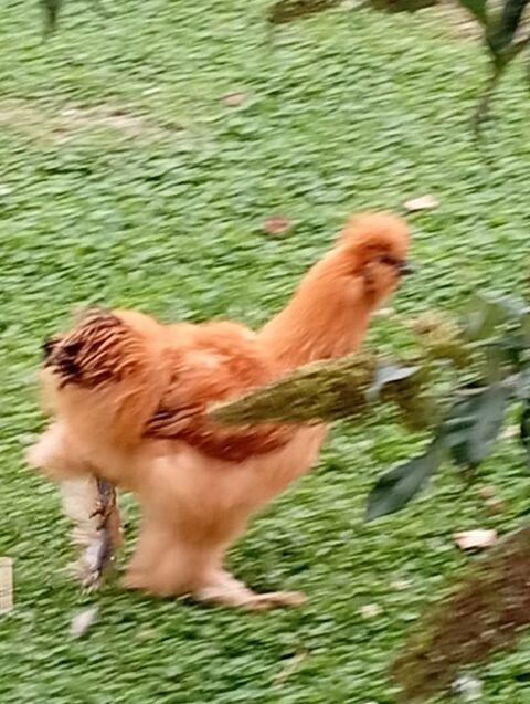 Coqs nain negre soie pure race 5 62370 Nouvelle-�glise