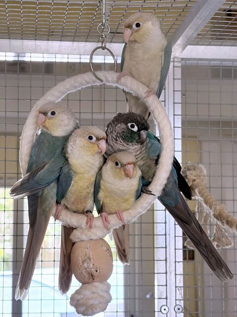 Jeunes conures 2026 et adultes jeunes EPP, tous turquoises,  150 30800 Saint-gilles