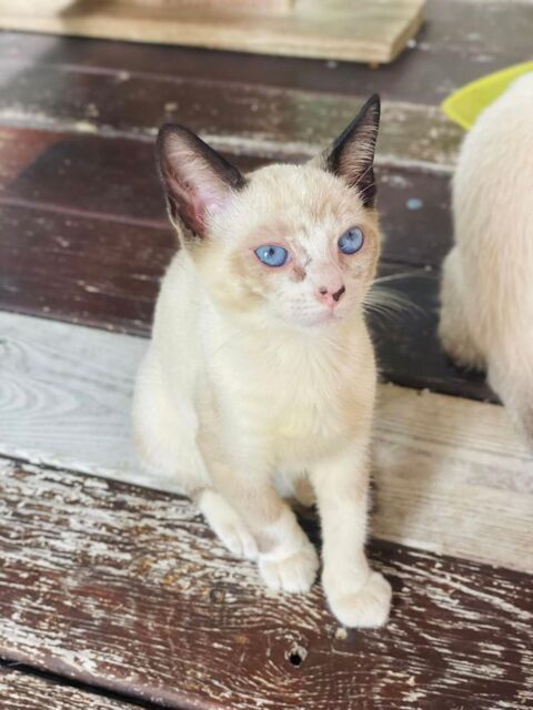 Suzie, femelle, type siamois, née le 28/03/2025 &#128049; 200 94000 Crteil