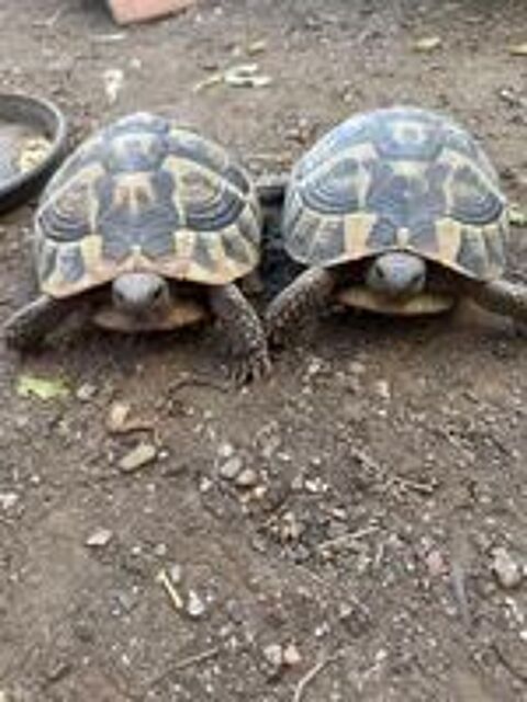   2 tortues femelles 