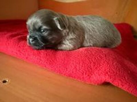   chiot hava tzu non LOF 