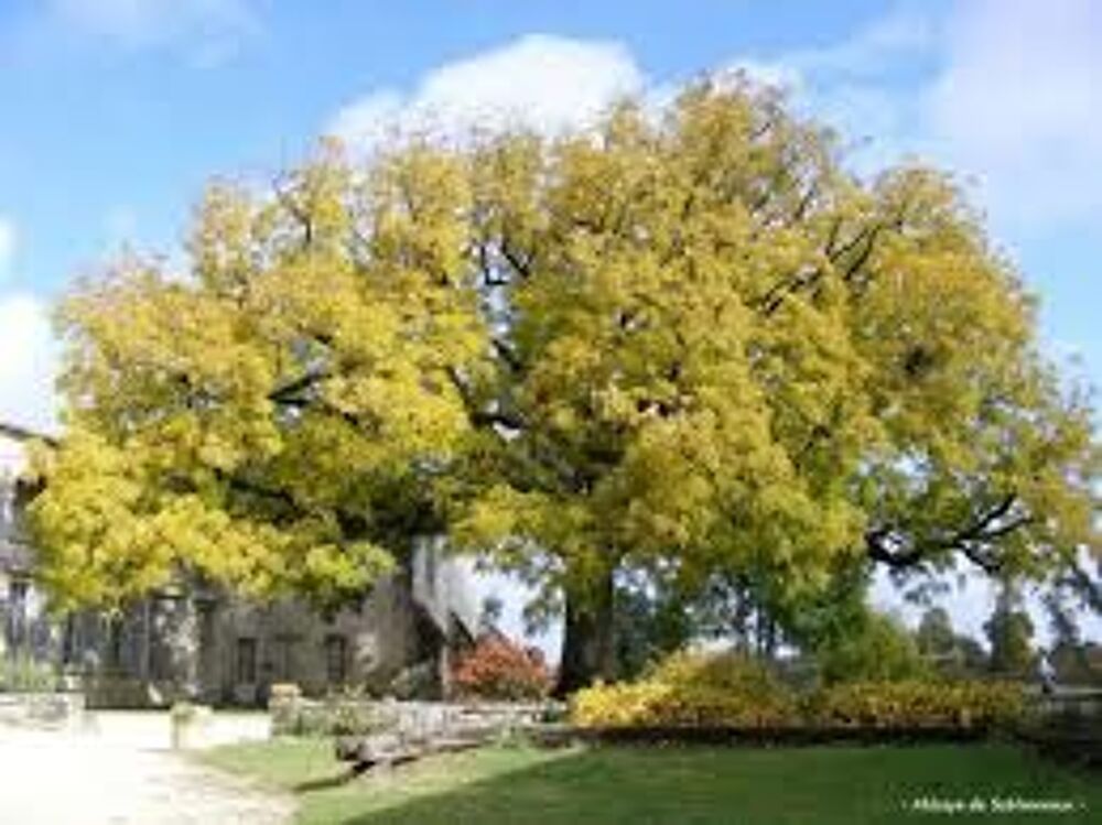 1 plant de noyer a bois ou noyer americain Jardin
