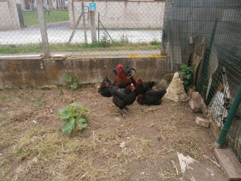 
AGE 6 MOI
COQ RACE MARRANT
0 31270 Frouzins