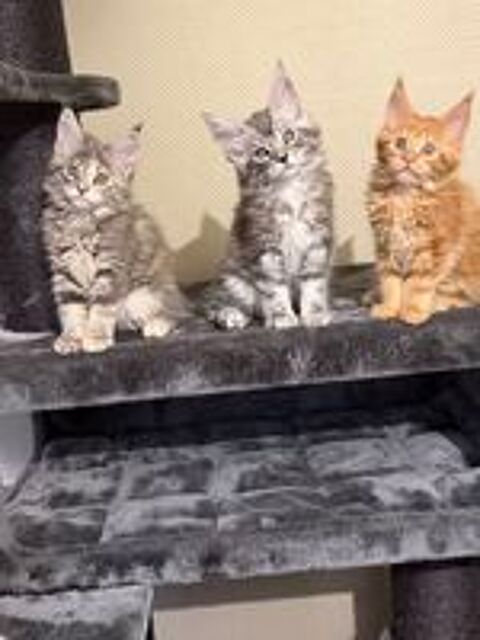   Maine Coon 