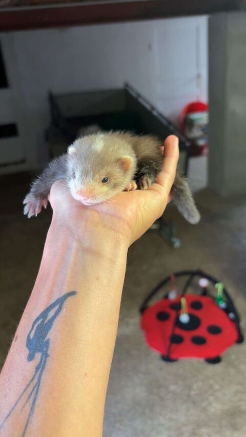 Petite furetone cherche sa famille 190 66000 Perpignan