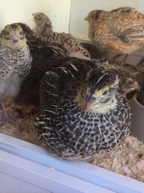 Trio de cailles japonais 23 68700 Aspach-le-haut