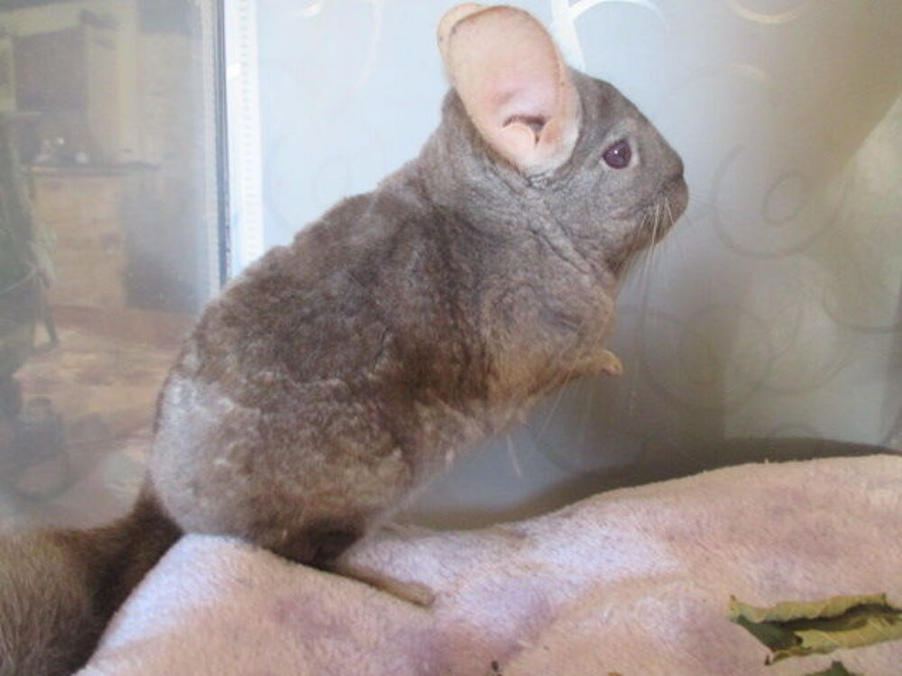   jeune chinchilla femelle 