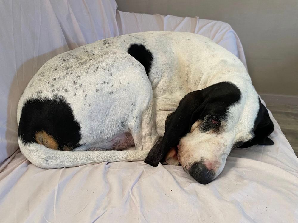   Chien MILOU à l adoption 