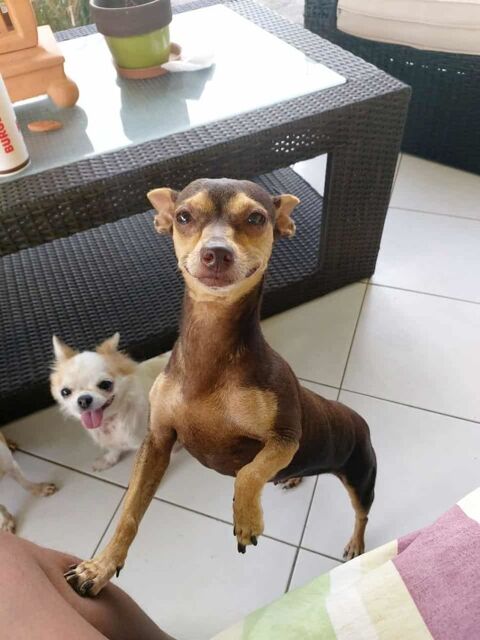 DAISY la belle chihuahua 350 94600 Choisy-le-roi